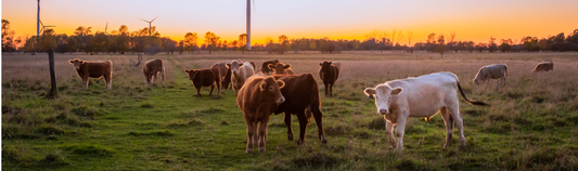 cows grazing - our guide to sustainable meat